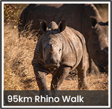 95km Rhino Walk
